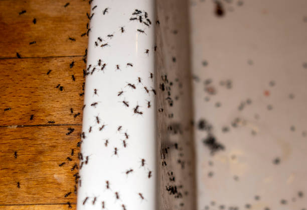 Best Flea Control Services  in Lake Placid, NY