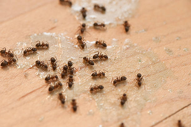 Best Ant Control Services  in Lake Placid, NY