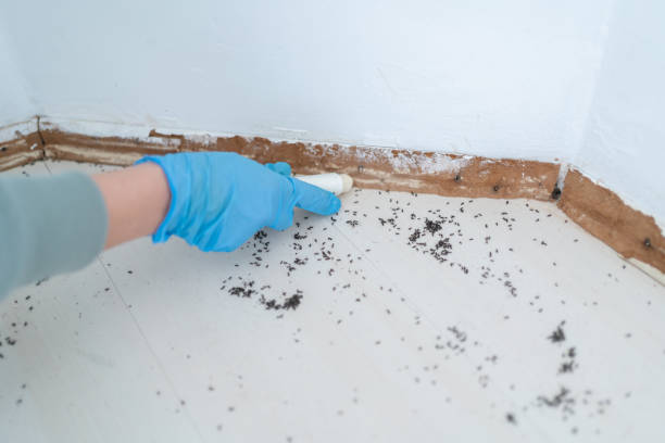 Best Insect Control  in Lake Placid, NY